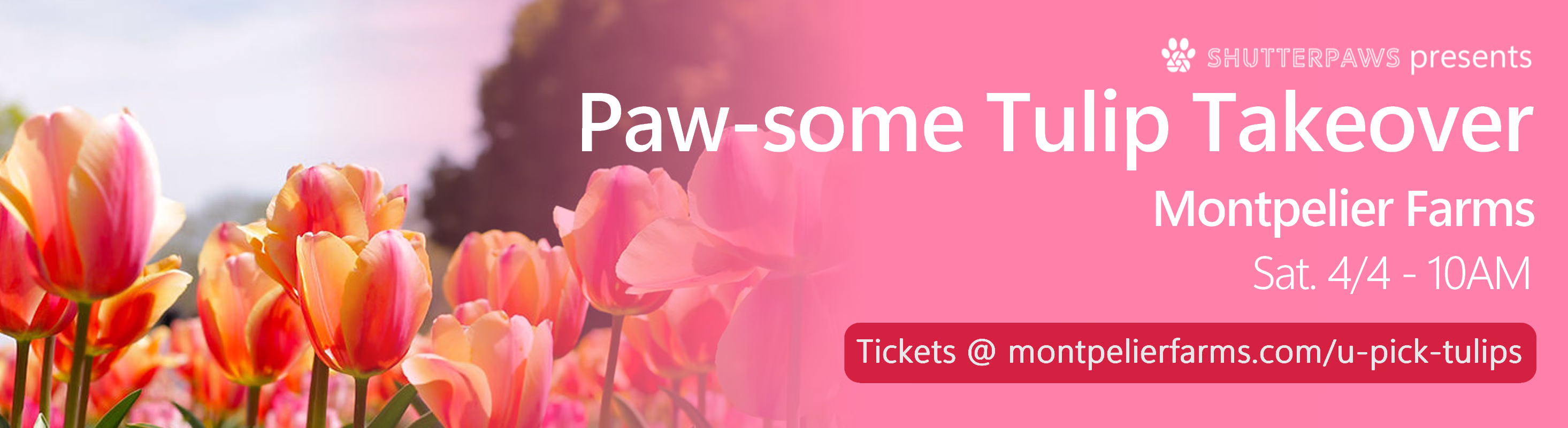 Paw-some Tulip Takeover