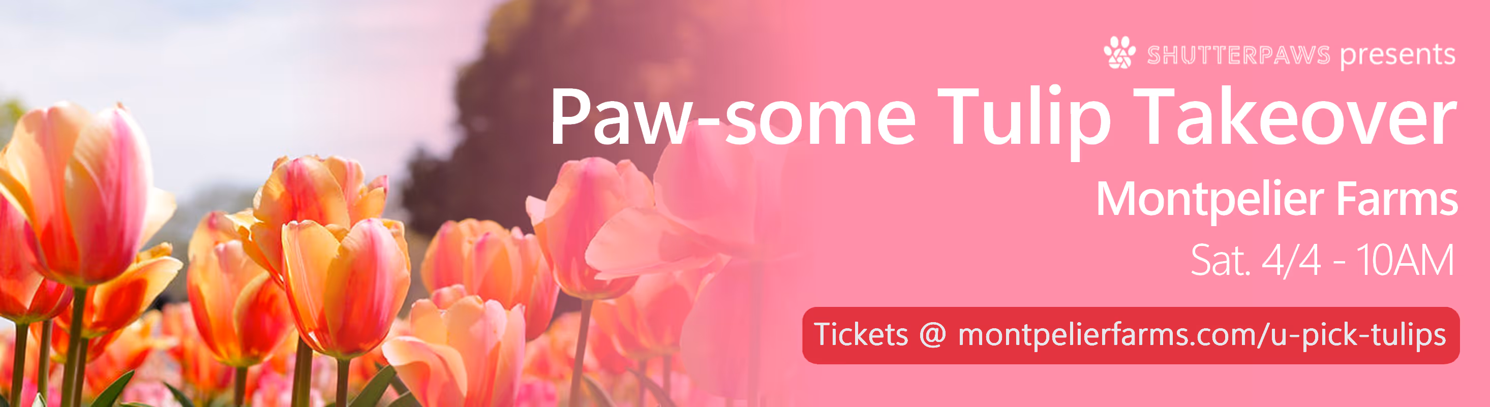 Paw-some Tulip Takeover