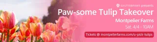 Paw-some Tulip Takeover